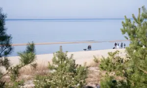 Dlaczego nad morzem nie ma komarów? Odkryj tajemnice ich braku