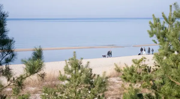 Dlaczego nad morzem nie ma komarów? Odkryj tajemnice ich braku